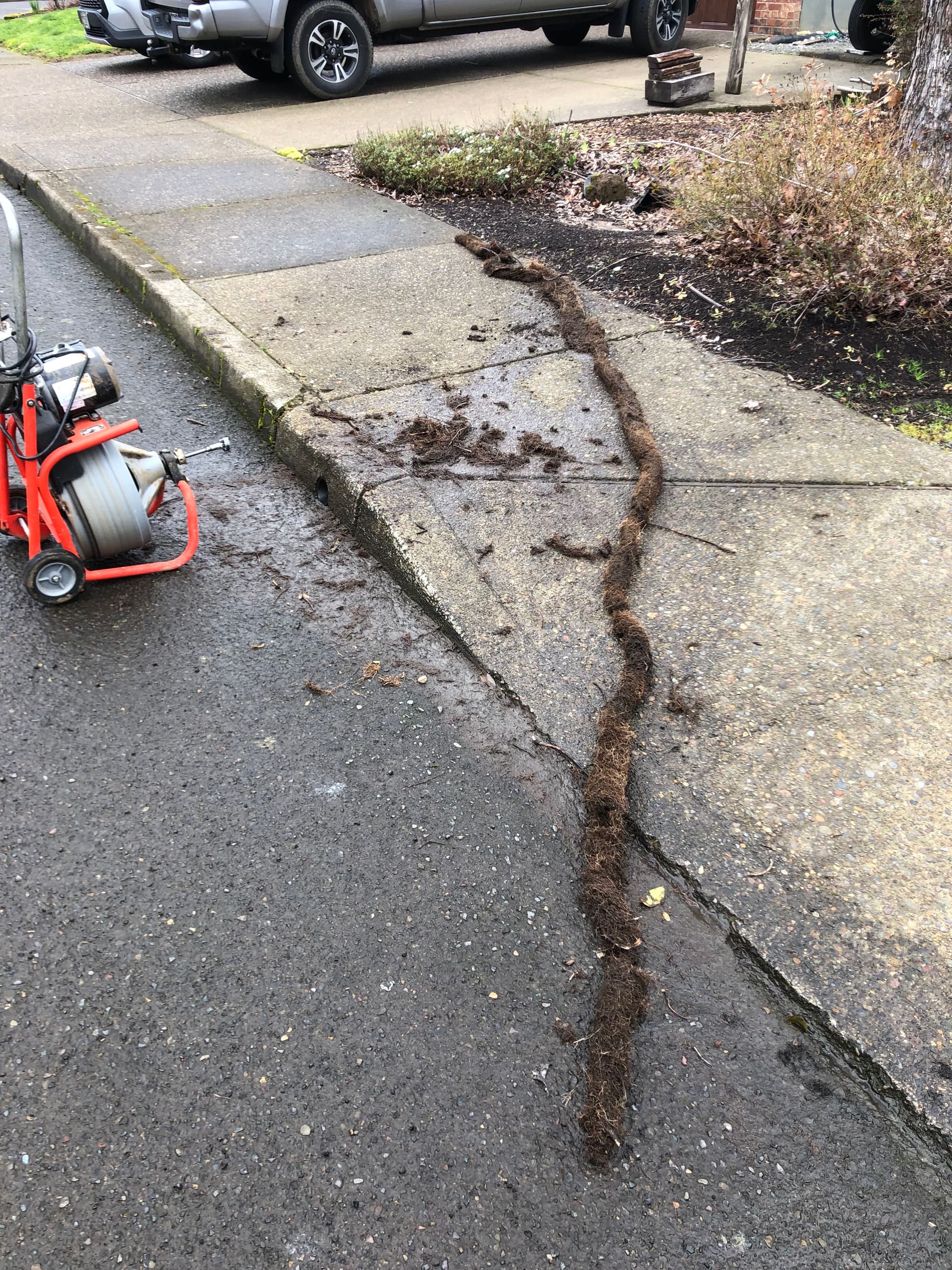 28 Feet of Tree Roots Pulled From a Gutter Drain Line