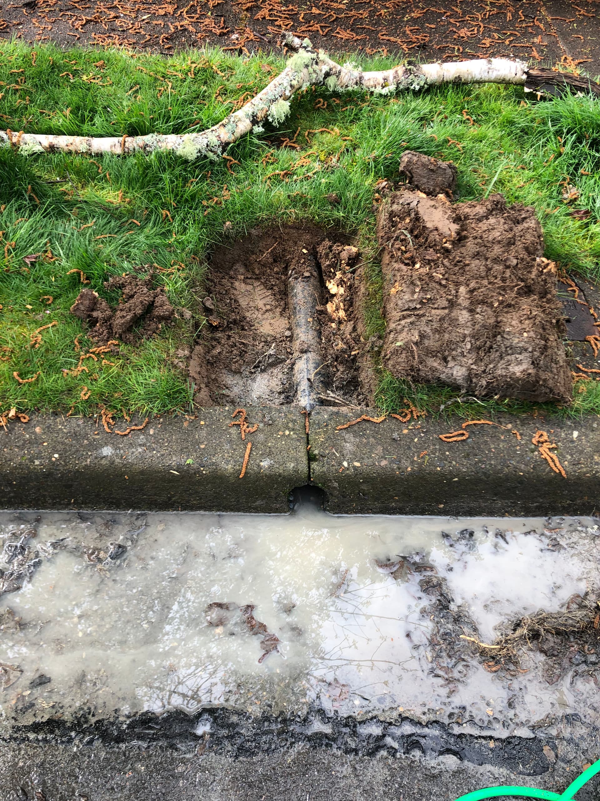 Soggy Yard in West Linn Traced Back to a Clogged Gutter Drain Line image