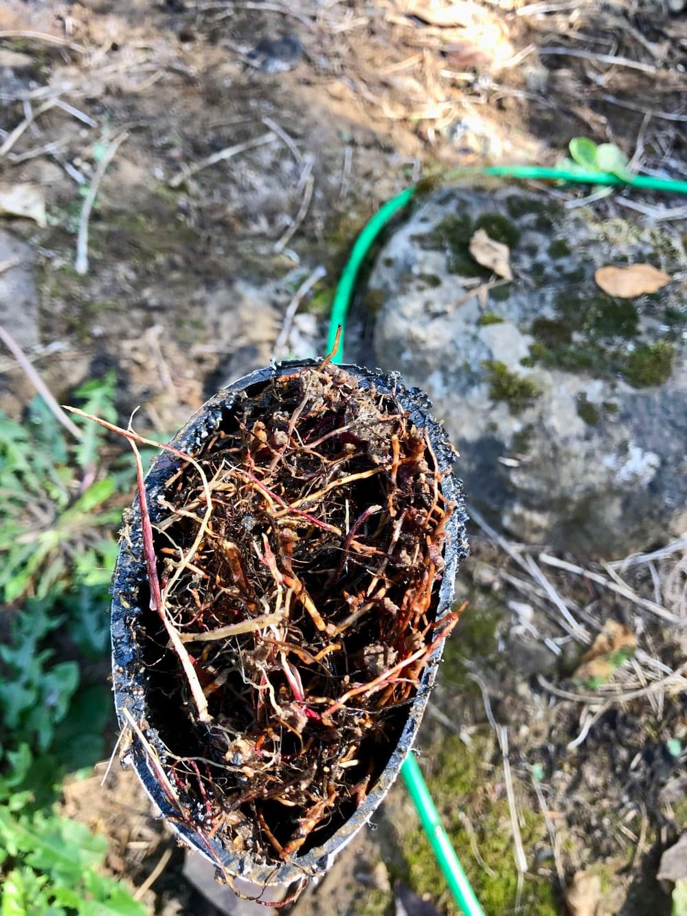 Tree Root Removal Services image