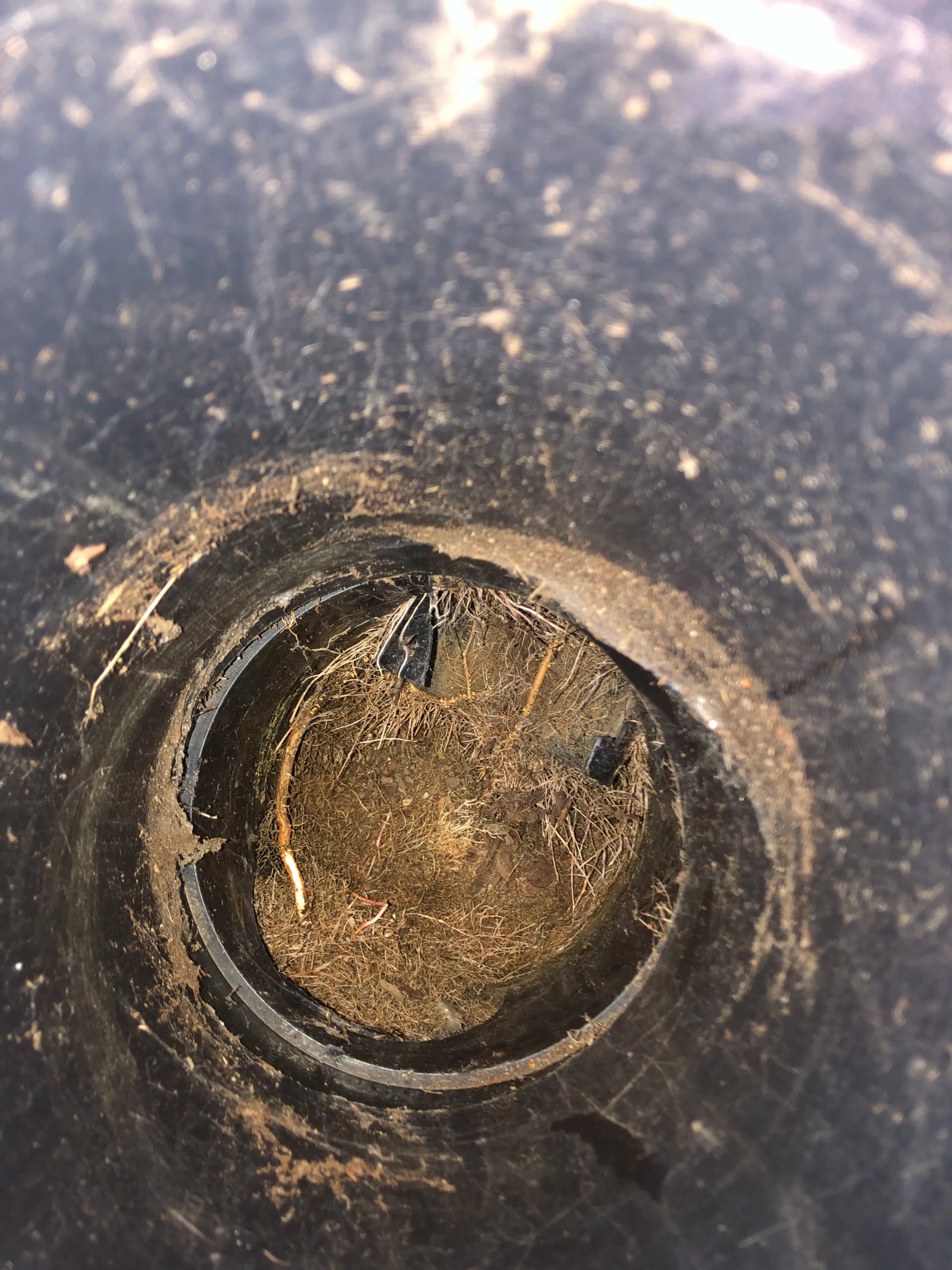 Clogged Gutter Drains and Tree Roots in Canby Oregon image