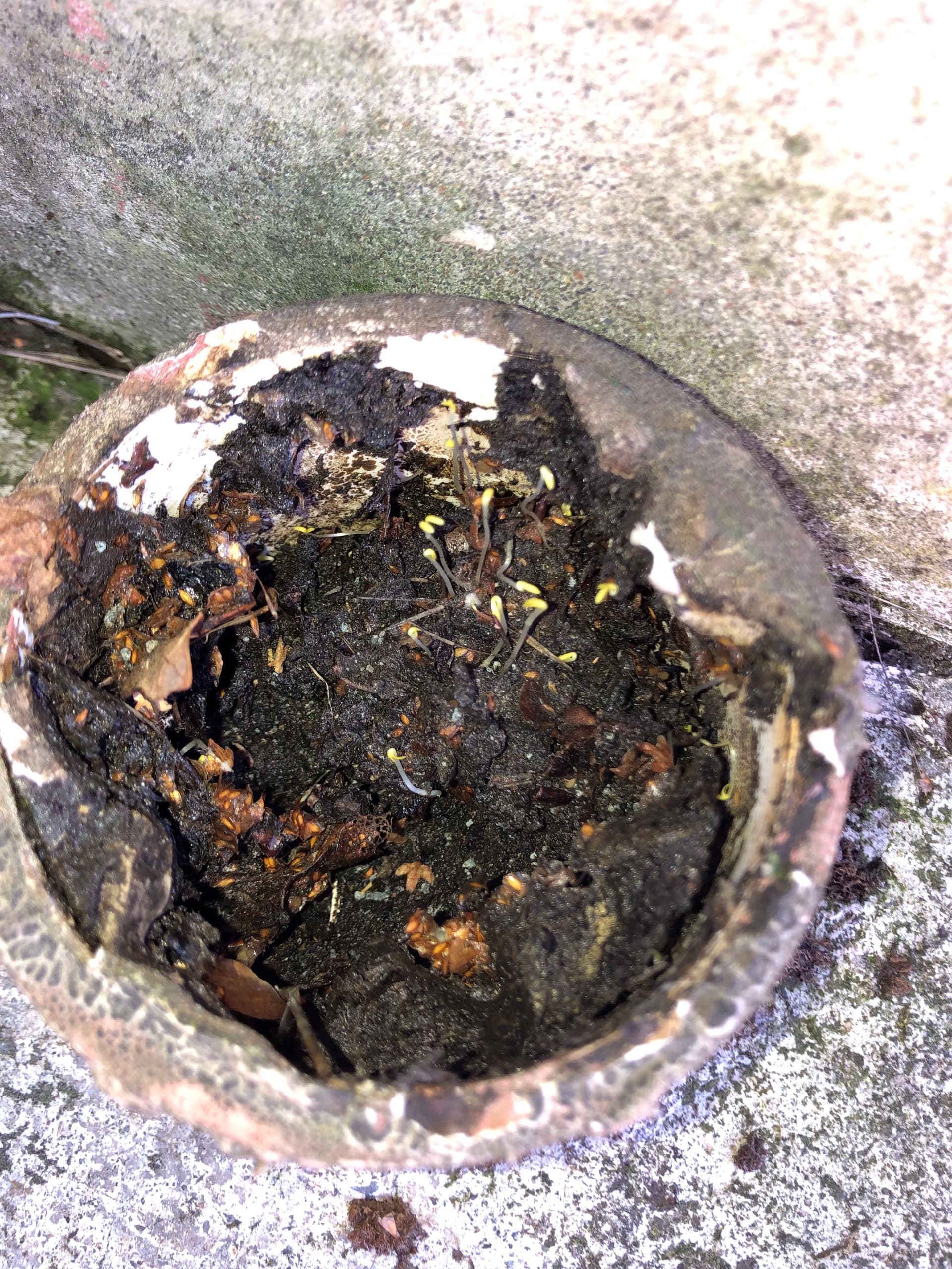 Clogged Gutter Drain Cleaning with Hydro-Jetting in Oregon City image