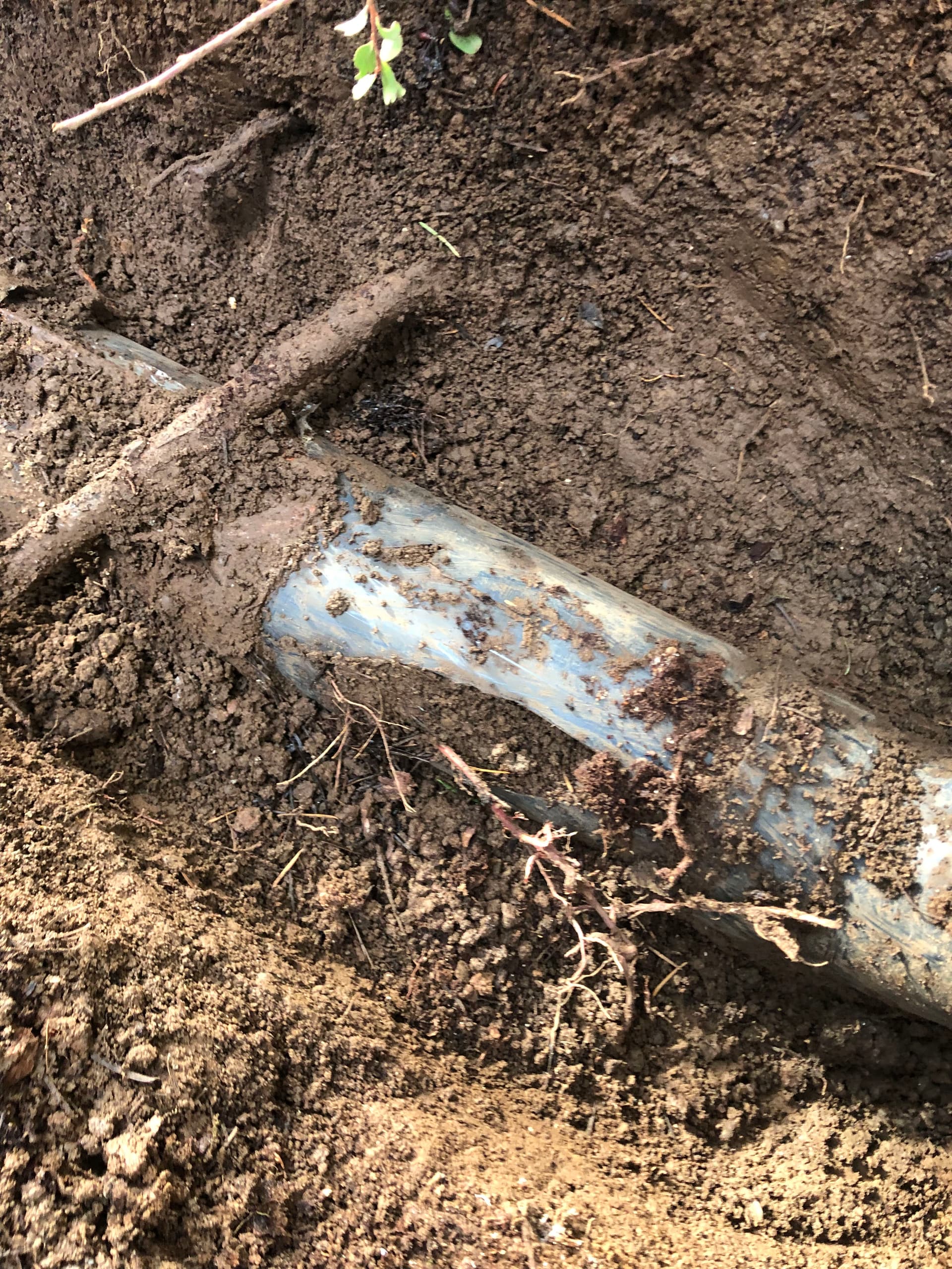 Tree Roots Took Over a Gutter Drain Line in Oregon City image